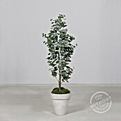 Planta artificial (Altura: 120 cm, Plástico) | BAUHAUS