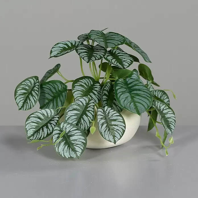 Kunstpflanze Calathea Ranke - Höhe: 19 cm, Grün, Kunststoff - Künstliche Pflanze mit dunkelgrünen Blättern und silbernen Mustern in einem weißen gerippten Topf.