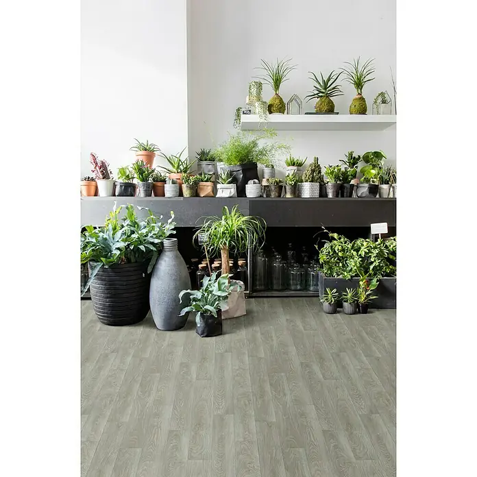 Beauflor PVC-Boden Meterware Feelings - 400 cm, Chapman Oak, Grau - Einrichtungsidee mit Pflanzen in Töpfen auf Regalen und dem Boden, die eine grüne und lebendige Atmosphäre schaffen. Der Boden ist aus hellem Holz.