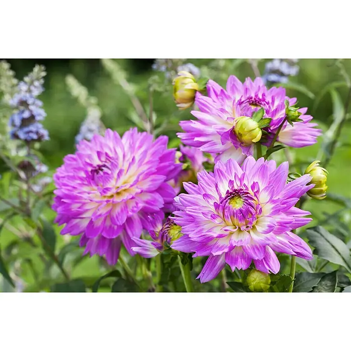 Piardino Dahlie - Dahlia, Topfgröße: 19 cm - Nahaufnahme von lila und weißen Dahlienblüten mit gelben Knospen in einem Garten. Die Blütenblätter sind spitz zulaufend und haben ein zartes Muster.