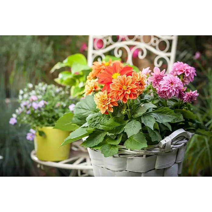 Piardino DahlieDahlia Hybride, Topfgröße: 10 cm, Sortenabhängig - Nahaufnahme von Dahlienblüten in einem weißen Korb, mit leuchtend orangefarbenen und rosa Blüten, die Farbe und Charme in den Garten bringen.
