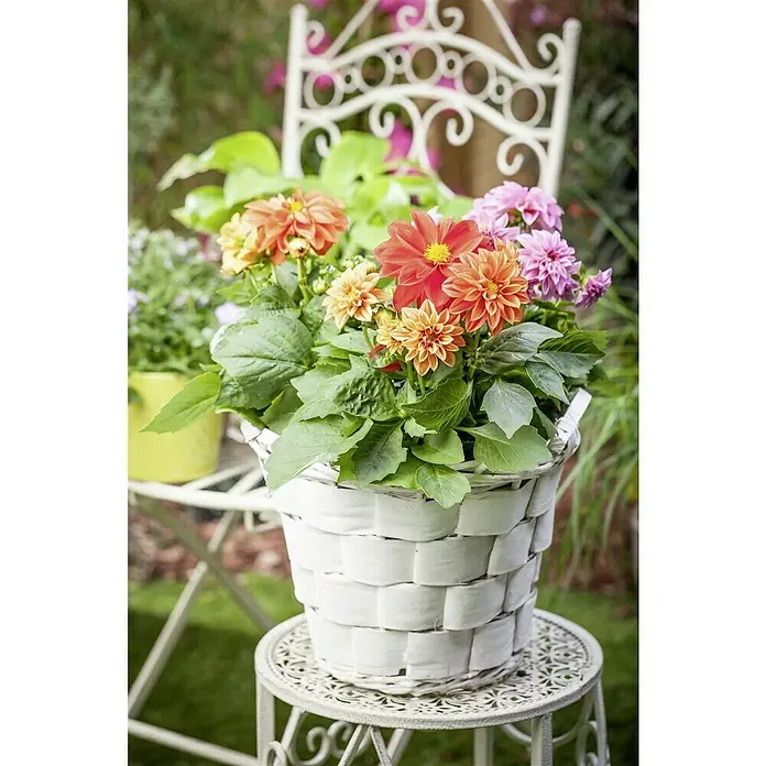 Piardino Dahlie - Dahlia Hybride, Topfgröße: 10 cm, Sortenabhängig - Nahaufnahme eines Korbes mit Dahlien in Orange- und Rosatönen auf einem verzierten, weißen Metalltisch im Freien.