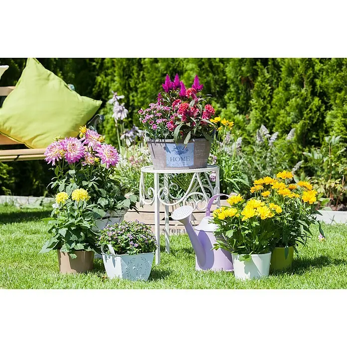 Piardino Dahlie - Dahlia, Topfgröße: 19 cm - Blumenarrangements im Garten mit verschiedenen bunten Pflanzen in dekorativen Töpfen und einer lila Gießkanne.