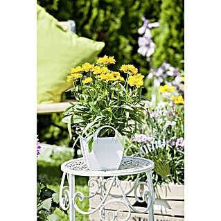 Piardino Großblumiges Mädchenauge (Coreopsis grandiflora, Topfgröße: 13 cm, Gelb)