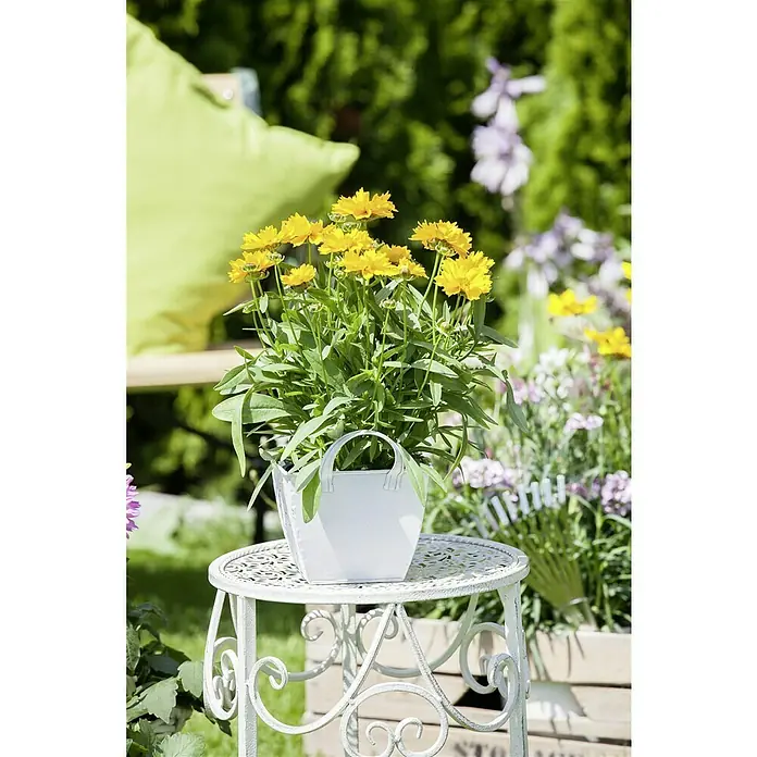 Piardino Großblumiges Mädchenauge - Coreopsis grandiflora, Topfgröße: 13 cm, Gelb - Nahaufnahme einer Coreopsis-Pflanze mit leuchtend gelben Blüten in einem weißen Topf, platziert auf einem dekorativen Gartentisch im Freien.