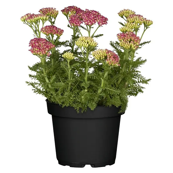 Piardino Schafgarbe - Achillea millefolium, Topfgröße: 13 cm, Sortenabhängig - Das Foto zeigt eine Topfpflanze mit rosa und gelben Blütendolden und grünen Blättern. Die Pflanze befindet sich in einem schwarzen Kunststofftopf.