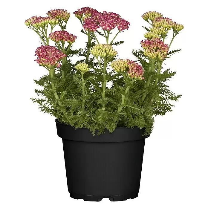 Piardino SchafgarbeAchillea millefolium, Topfgröße: 13 cm, Sortenabhängig