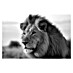 Cuadro León B&N 