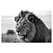 Cuadro León B&N (León B&N, An x Al: 140 x 90 cm, 1 pzs.) | BAUHAUS