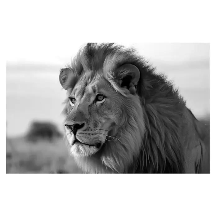 Cuadro León B&N - León B&N, An x Al: 140 x 90 cm, 1 pzs. - Majestuoso león en blanco y negro. La toma detallada destaca la fuerza y la dignidad de este fascinante felino.