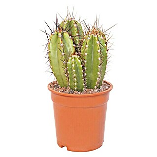 Piardino Cactus (Cactus Mix, Tamaño de maceta: 5,5 cm)
