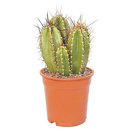 Piardino Cactus (Cactus Mix, Tamaño de maceta: 5,5 cm)