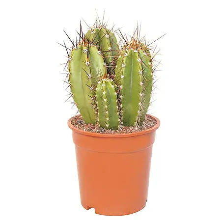 Piardino  Cactus