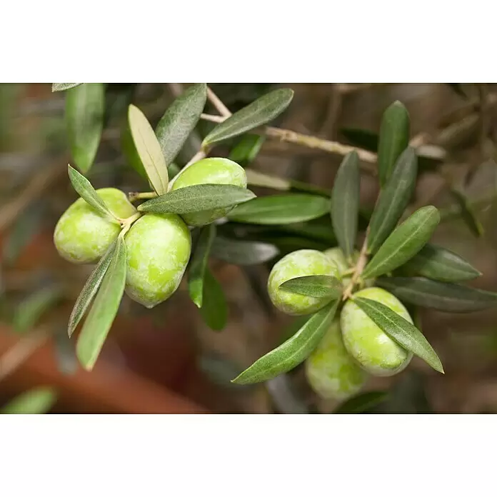 Piardino Olivenbaum 8 Jahre alt - Olea europaea, Topfvolumen: 35 l - Detailaufnahme
