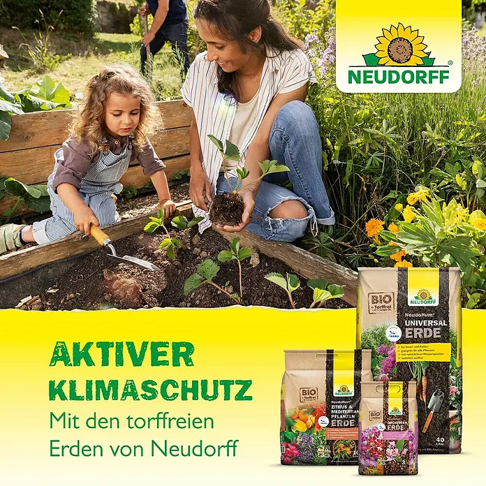 Neudorff NeudoHum Grünpflanzen- & Palmenerde - 20 l, Torffrei - Familie pflanzt Erdbeeren mit Neudorff-Erde. Aktiver Klimaschutz dank torffreier Erden für gesundes Wachstum im eigenen Garten.