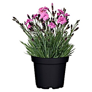 Piardino Gartennelke (Dianthus caesius, Topfgröße: 12 cm, Rosa)