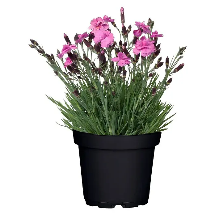 Piardino Clavel - Dianthus caesius, Tamaño de maceta: 12 cm, Rosa - Primer plano de una flor de clavel rosa en una maceta negra, que ofrece una estética elegante y natural.