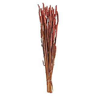 Ramo de flores secas Triticum (Largo: 70 cm, Burdeo)