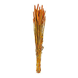 Ramo de flores secas Triticum (Largo: 70 cm, Naranja)