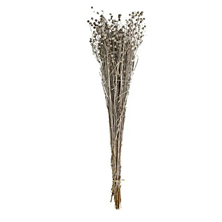 Ramo de flores secas de Lino (Largo: 55,5 cm, Blanco)