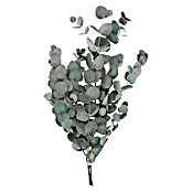 Ramo de flores secas Eucalipto (Largo: 50 cm, Verde) | BAUHAUS