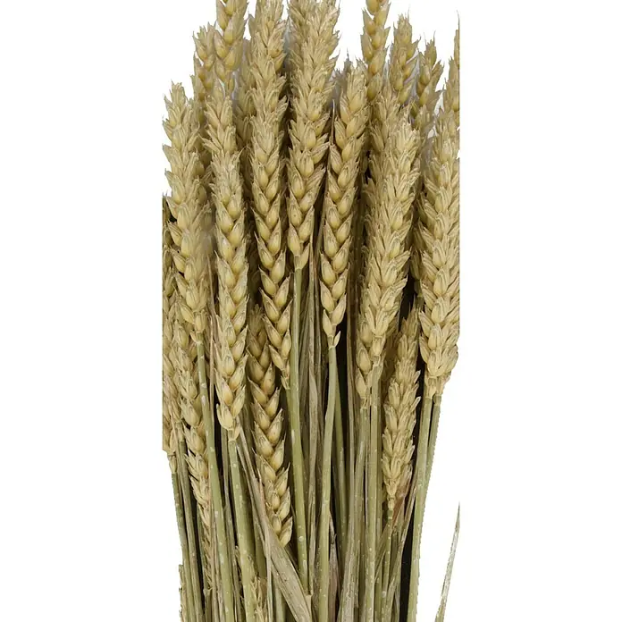 Ramo de flores secas Triticum - Largo: 70 cm, Beige - Primer plano de un haz de trigo seco, ideal para decoraciones rústicas y arreglos otoñales. Belleza natural para tu hogar.