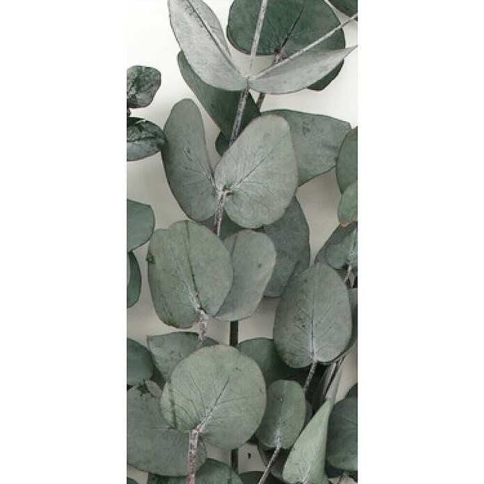 Ramo de flores secas Eucalipto (Largo: 50 cm, Verde) | BAUHAUS