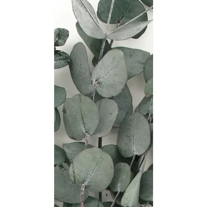 Ramo de flores secas Eucalipto - Largo: 50 cm, Verde - Primer plano de ramas de eucalipto con hojas redondeadas de color azul verdoso, transmitiendo un ambiente natural y calmante.
