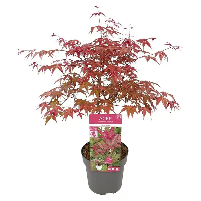 Piardino Fächerahorn - Acer palmatum in Sorten - Gekaufter japanischer Ahorn (Acer) mit leuchtend rot-rosa Blättern und Etikett, in einem dunkelgrauen Topf.
