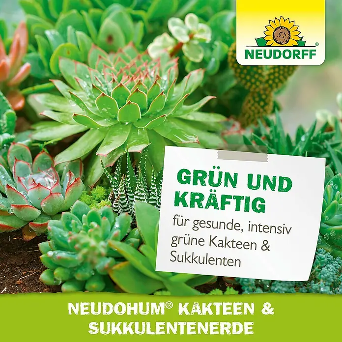 Neudorff NeudoHum Kakteenerde - 3 l, Torffrei - Produktbild von Neudohum Kakteen & Sukkulentenerde, für grüne und kräftige Pflanzen. Ideal für gesunde, intensiv grüne Kakteen und Sukkulenten.