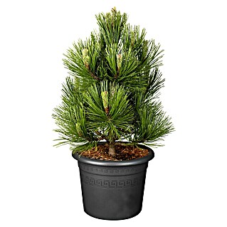 Piardino Schwarzkiefer (Pinus nigra 'Marie Brégeon'®, 3 l)