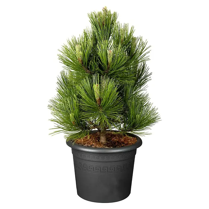 Piardino Schwarzkiefer - Pinus nigra 'Marie Brégeon'®, 3 l - Bild eines detailreichen Bonsai-Baums in einem verzierten, dunklen Topf, der die Ästhetik und Ruhe der Natur betont.