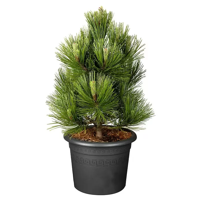 Piardino SchwarzkieferPinus nigra 'Marie Brégeon'®, 3 l