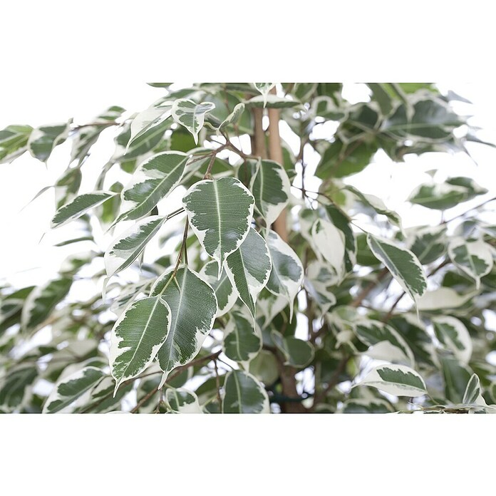 Piardino Birken-Feige (Ficus benjamini 'Twilight', Topfgröße: 21 cm) | BAUHAUS