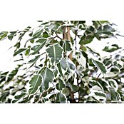 Piardino Birken-Feige (Ficus benjamini 'Twilight', Topfgröße: 21 cm) | BAUHAUS