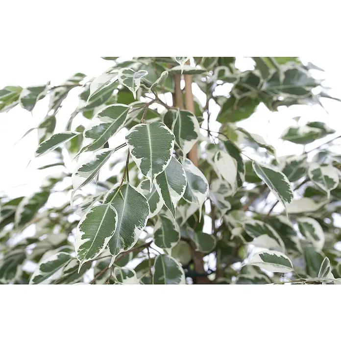 Piardino Birken-Feige - Ficus benjamini 'Twilight', Topfgröße: 21 cm - Nahaufnahme eines Ficus benjamina 'Variegata' mit grün-weiß panaschierten Blättern, der eine elegante und natürliche Note verleiht.