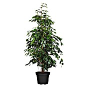 Piardino Birken-Feige (Ficus benjamina 'Danielle', Topfgröße: 21 cm) | BAUHAUS
