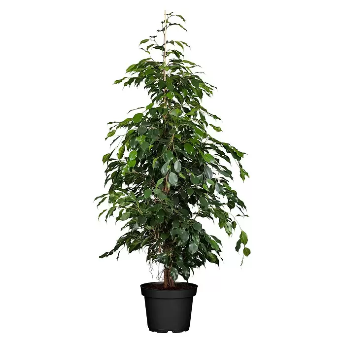 Piardino Birken-Feige - Ficus benjamina 'Danielle', Topfgröße: 21 cm - Eine hohe, grüne Ficus Benjamina Zimmerpflanze in einem schwarzen Topf, mit Stützstab.