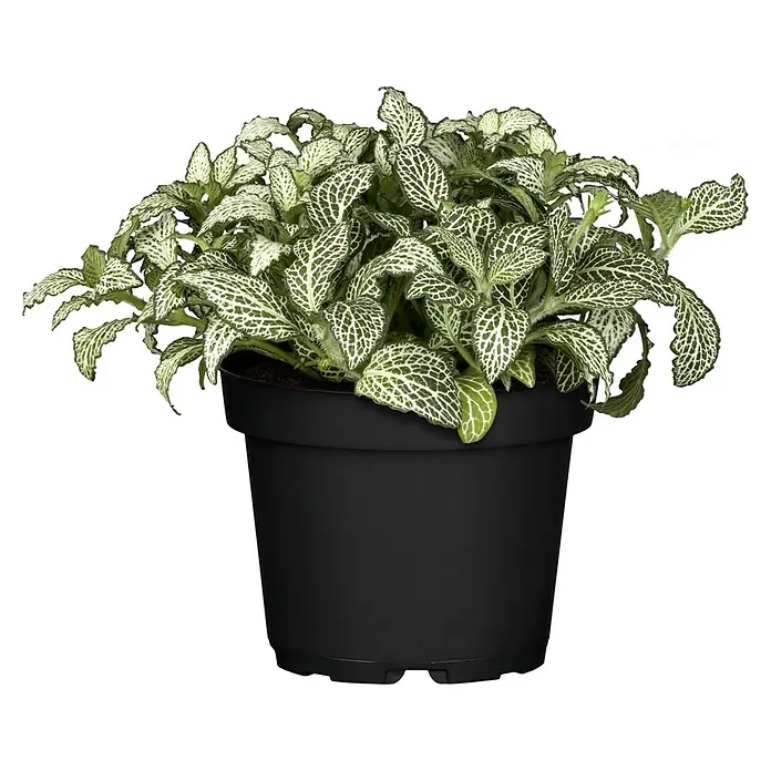 Piardino Mosaikpflanze - Fittonia verschaffeltii, Topfgröße: 12 cm - Eine Fittonia-Pflanze in einem schwarzen Topf. Die Blätter sind grün mit weißen Adern, was der Pflanze ein markantes Aussehen verleiht.