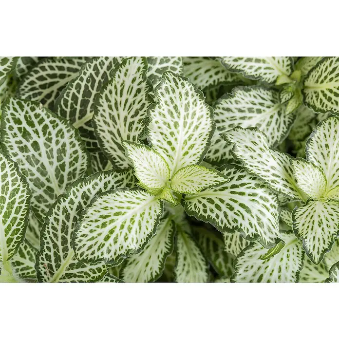 Piardino Mosaikpflanze - Fittonia verschaffeltii, Topfgröße: 12 cm - Nahaufnahme eines Fittonia-Pflanzenblatts mit grünen Blattadern und einer attraktiven weißen Färbung.