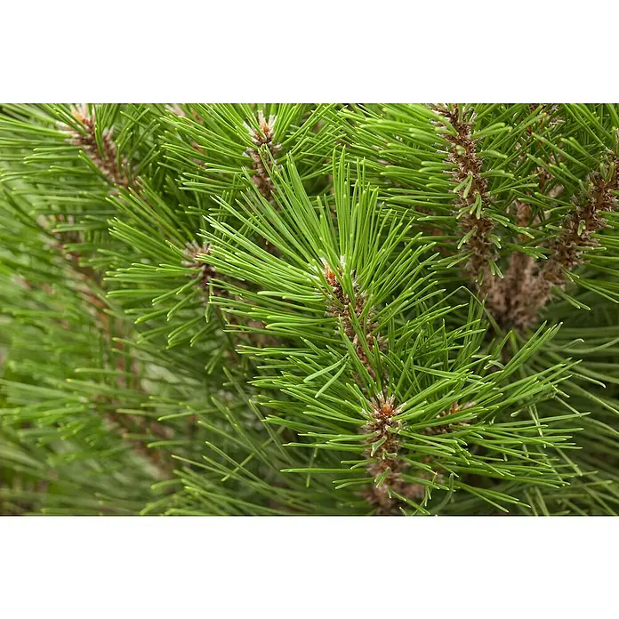 Piardino SchwarzkieferPinus nigra 'Marie Brégeon'®, 3 l - Nahaufnahme von frischen, grünen Kiefernnadeln, die die Textur und Farbe des Baumes hervorheben.