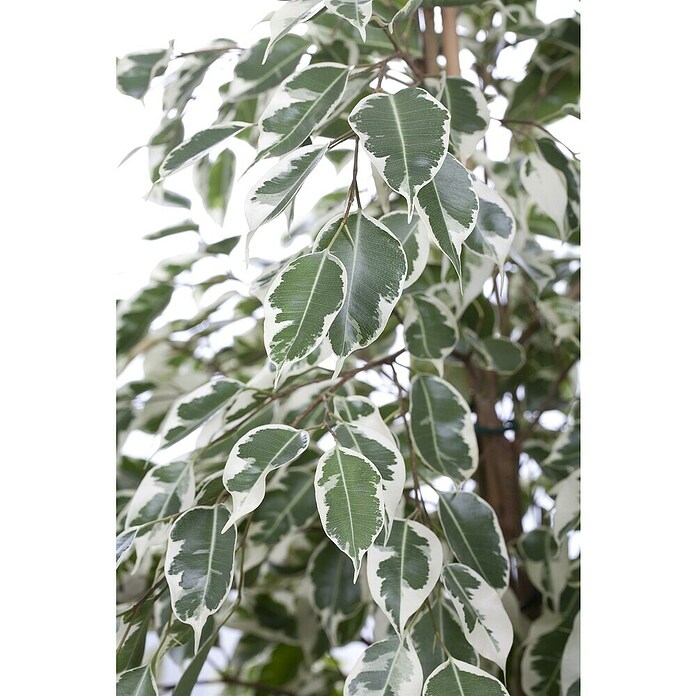 Piardino Birken-Feige (Ficus benjamini 'Twilight', Topfgröße: 21 cm) | BAUHAUS