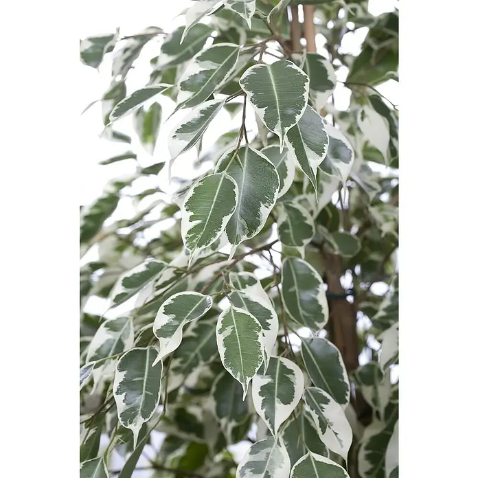 Piardino Birken-Feige - Ficus benjamini 'Twilight', Topfgröße: 21 cm - Nahaufnahme einer Ficus benjamina 'Variegata' Zimmerpflanze, die ihre grün-weißen Blätter und den Stamm mit Stützband zeigt.
