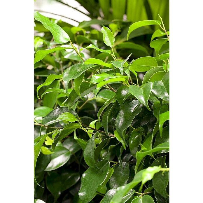 Piardino Birken-Feige (Ficus benjamina 'Danielle', Topfgröße: 21 cm) | BAUHAUS