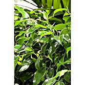 Piardino Birken-Feige (Ficus benjamina 'Danielle', Topfgröße: 21 cm) | BAUHAUS