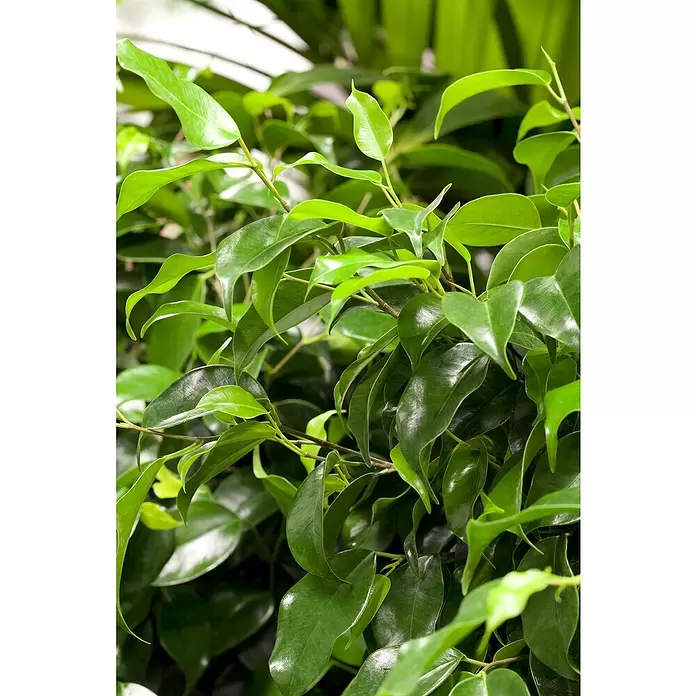 Piardino Birken-Feige - Ficus benjamina 'Danielle', Topfgröße: 21 cm - Üppige grüne Pflanze mit glänzenden Blättern, die lebendiges Laub zeigt.