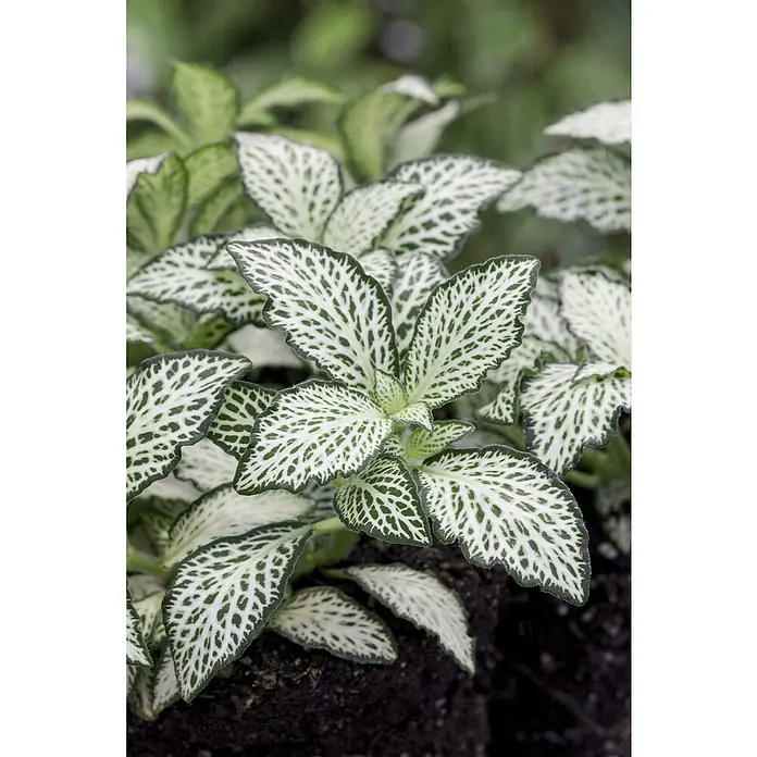 Piardino Mosaikpflanze - Fittonia verschaffeltii, Topfgröße: 12 cm - Nahaufnahme einer Fittonia-Pflanze mit auffälligen weißen Blattadern und dunkelgrünen Blatträndern, die einen schönen Kontrast bietet.