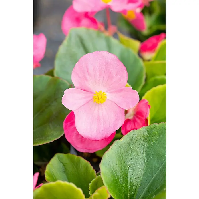 Piardino Begonie -  - Nahaufnahme einer hellrosa Begonienblüte mit gelber Mitte, umgeben von grünen Blättern. Die Blüte wirkt zart und einladend.