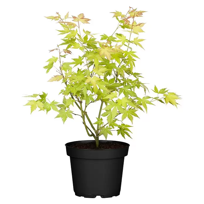 Piardino Fächerahorn - Acer palmatum in Sorten - Kleiner japanischer Ahornbaum mit hellgrünen und rötlichen Blättern im schwarzen Topf.