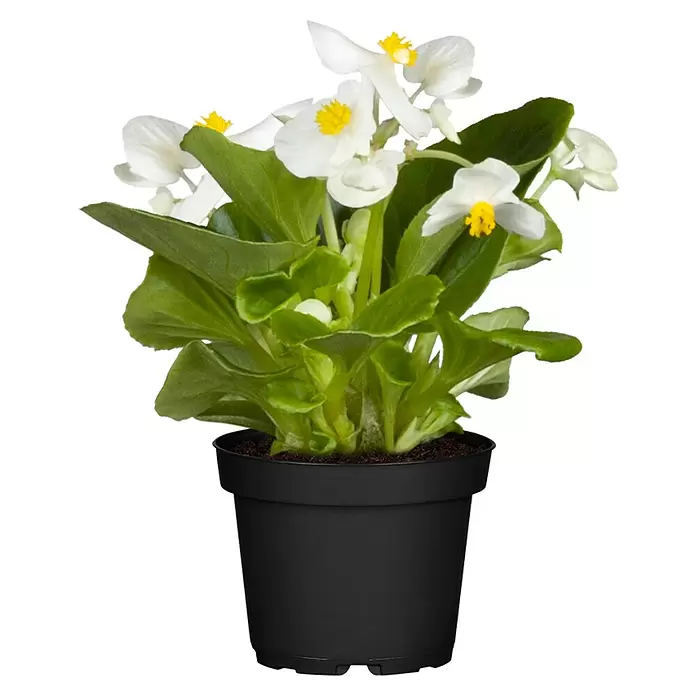 Piardino Begonie -  - Topfpflanze mit weißen Blüten, gelben Zentren und grünen Blättern in einem schwarzen Topf.